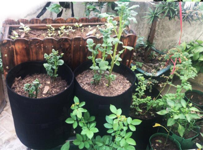 3 size Plant Grow Bags home garden Potato pot greenhouse Vegetable Growing Bags Moisturizing jardin Vertical Garden Bag seedling